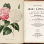 ANTICO TESTO SULLA CAMELIA di Berlese