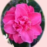 CAMELIA