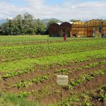 alunno del profagri che illustra le colture