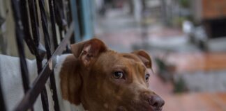 pitbull uccidono bambino ad eboli