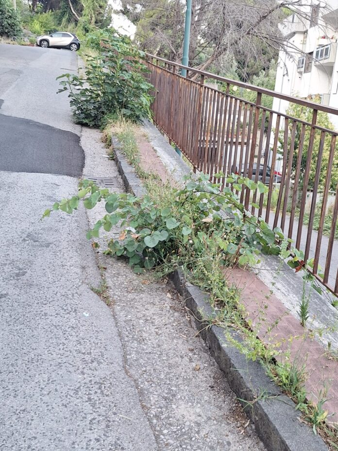 WhatsApp Image 2024-07-15 at 19.54.53