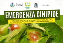 Emergenza cinipide della castagna, incontro a Pimonte