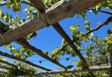 Slow Food, esperienze in Costiera