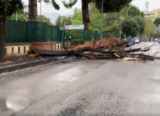 Maltempo, allagamenti ed alberi caduti