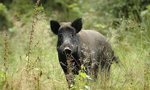 caccia-cinghiale