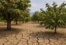 Siccità in Campania: Indennizzi per Castagneti e Noccioleti siccità in Campania