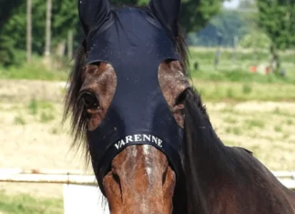E’ morto Varenne a 31 anni, il cavallo leggenda si era ritirato ad Eboli