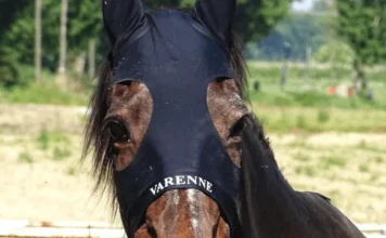 E’ morto Varenne a 31 anni, il cavallo leggenda si era ritirato ad Eboli