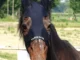 E’ morto Varenne a 31 anni, il cavallo leggenda si era ritirato ad Eboli
