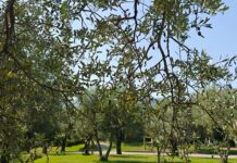 Olio in Campus, l’Università di Salerno produrrà olio d’oliva
