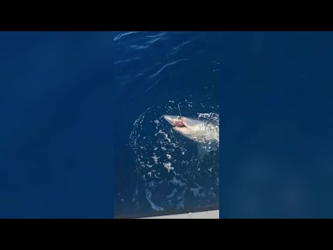 Livorno, lo squalo mako si attacca all’amo, lotta un’ora e poi si libera