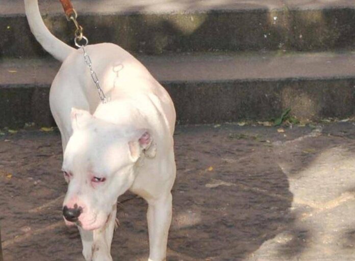 Seduta al tavolino di un bar viene azzannata in testa da un cane sfuggito alla dog sitter