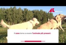Un italiano su tre vive con un animale da compagnia
