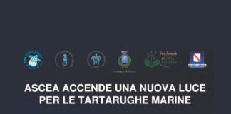 illuminazione tartarughe Ascea