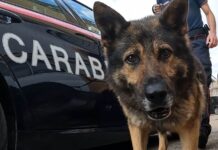 blitz antidroga Carabinieri