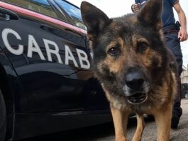 blitz antidroga Carabinieri