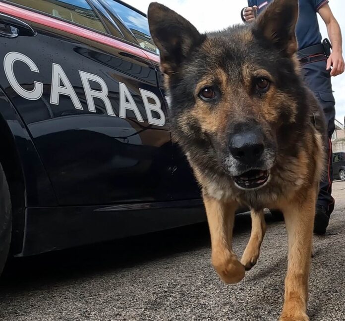 blitz-antidroga-dei-carabinieri-sequestrati-500-gr blitz antidroga Carabinieri