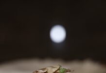pizza e alta cucina