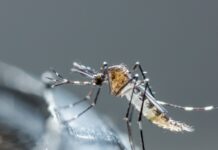 Rentokil Initial e Debug uniti contro le zanzare in Europa contrasto zanzare Europa
